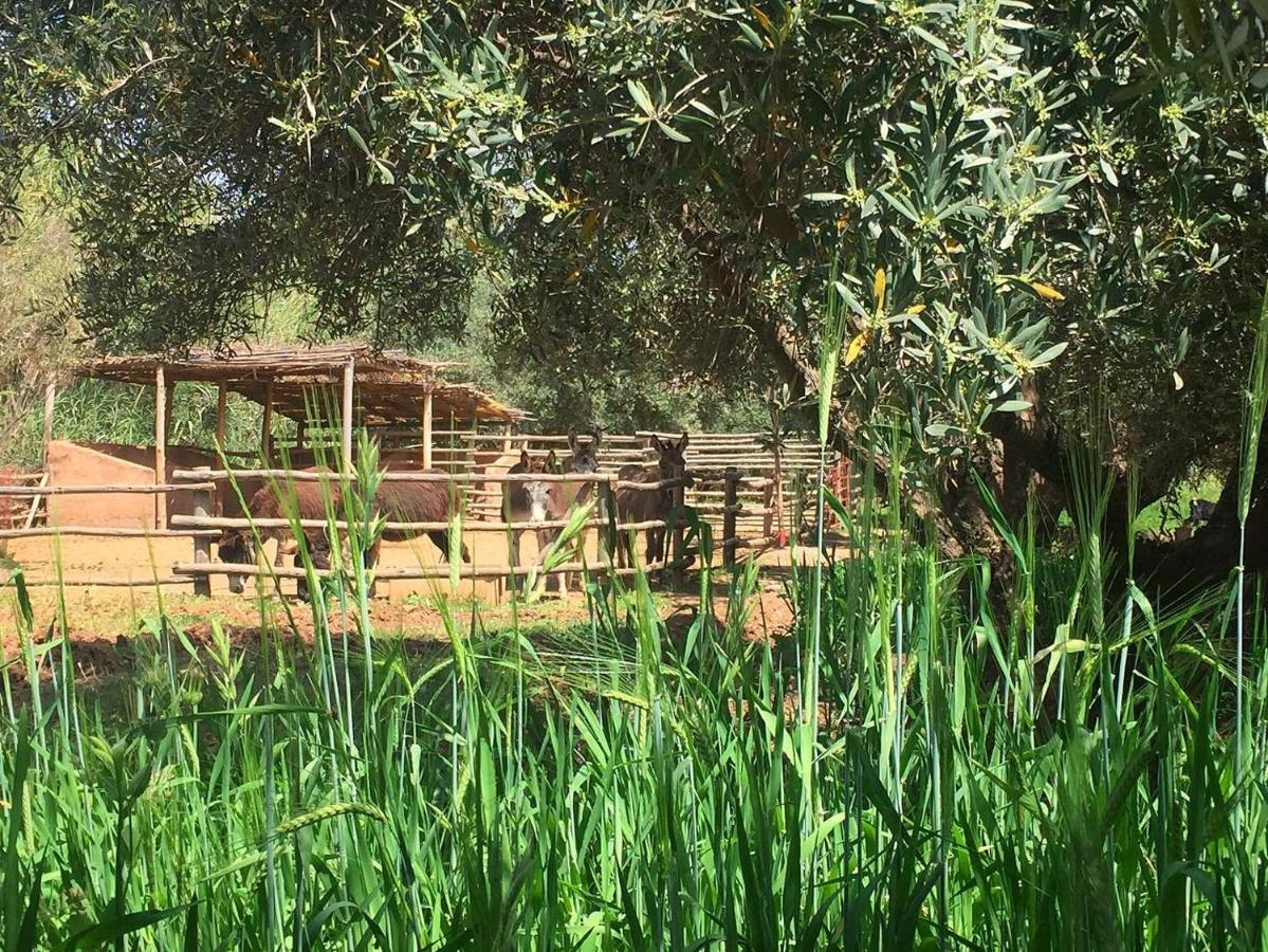 La Ferme Berbere Adult Only Bed and Breakfast El Harkat Exteriör bild