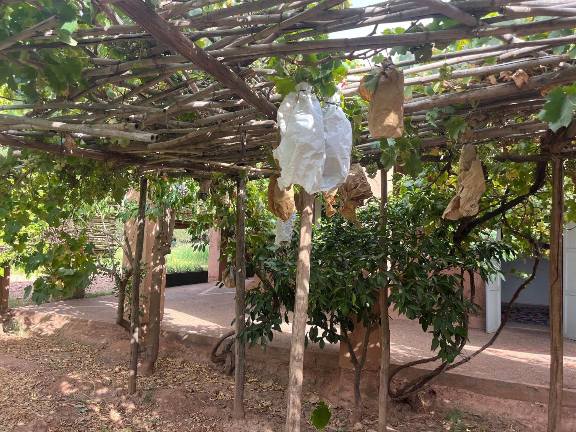 La Ferme Berbere Adult Only Bed and Breakfast El Harkat Exteriör bild